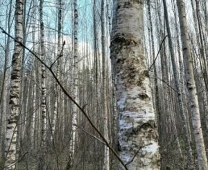 Atkuriamų ir savaime atsikuriančių miškų pokyčiai: eglynų mažėja, beržynai plečiasi (Atnaujinta)
