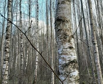 Atkuriamų ir savaime atsikuriančių miškų pokyčiai: eglynų mažėja, beržynai plečiasi (Atnaujinta)
