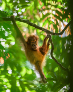 Ji paliks motiną ir liks viena džiunglėse: naujas „Disney+“ filmas sujaudins net abejingus