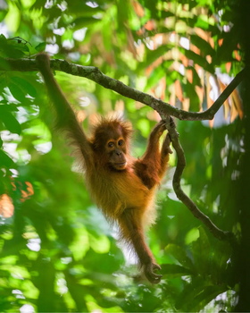 Ji paliks motiną ir liks viena džiunglėse: naujas „Disney+“ filmas sujaudins net abejingus