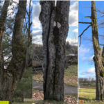 Neprižiūrėti krūmai ir medžiai – grėsmė eismo dalyviams: kada ir kodėl želdinius pakelėse šalinti būtina