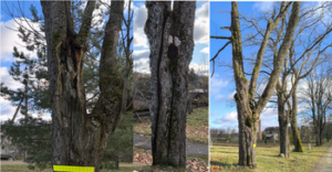 Neprižiūrėti krūmai ir medžiai – grėsmė eismo dalyviams: kada ir kodėl želdinius pakelėse šalinti būtina