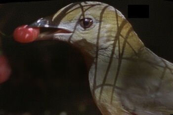 „Sengirės kinas“ Nacionalinėje bibliotekoje: Davidui Attenborough – 100!