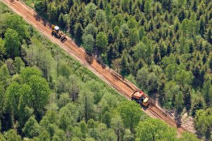 Miškininkų pavasariniai darbai: sodina milijonus medžių ir tvarko miško kelius