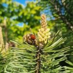 Miškų situacija: Motinos Žemės dieną – 12 faktų apie žaliųjų Lietuvos plaučių būklę