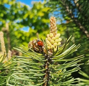 Miškų situacija: Motinos Žemės dieną – 12 faktų apie žaliųjų Lietuvos plaučių būklę