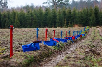 Kodėl sodiname mišką: faktai vietoje mitų