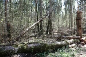 VMT edukacija atskleidžia miško be žmogaus veiklos istoriją: ne visos pasekmės džiugios (Atnaujinta)