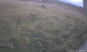 „Via Lietuva“: įsibėgėja pavasarinė gyvūnų migracija, kaip išvengti susidūrimų kelyje?