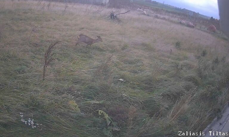 „Via Lietuva“: įsibėgėja pavasarinė gyvūnų migracija, kaip išvengti susidūrimų kelyje?