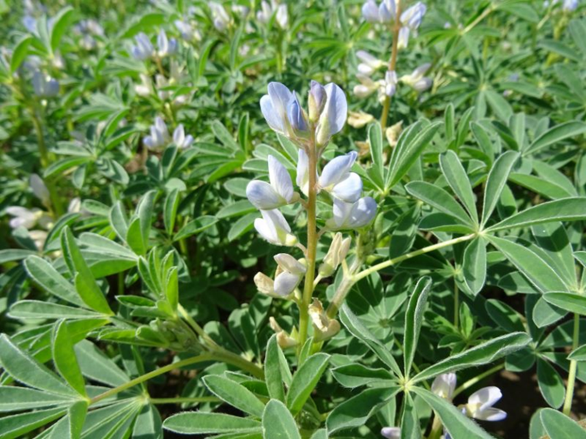 Kai pašarų savikaina spaudžia, kur ūkyje ieškoti sprendimų