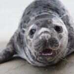 Prasideda kasmetinės ruoniukų vardynos: šiemet mažyliams kviečiama siūlyti Mažosios Lietuvos lietuvininkų tarmių vardus