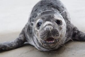 Prasideda kasmetinės ruoniukų vardynos: šiemet mažyliams kviečiama siūlyti Mažosios Lietuvos lietuvininkų tarmių vardus