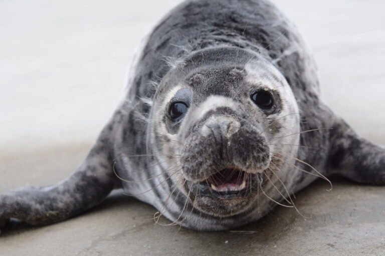 Prasideda kasmetinės ruoniukų vardynos: šiemet mažyliams kviečiama siūlyti Mažosios Lietuvos lietuvininkų tarmių vardus