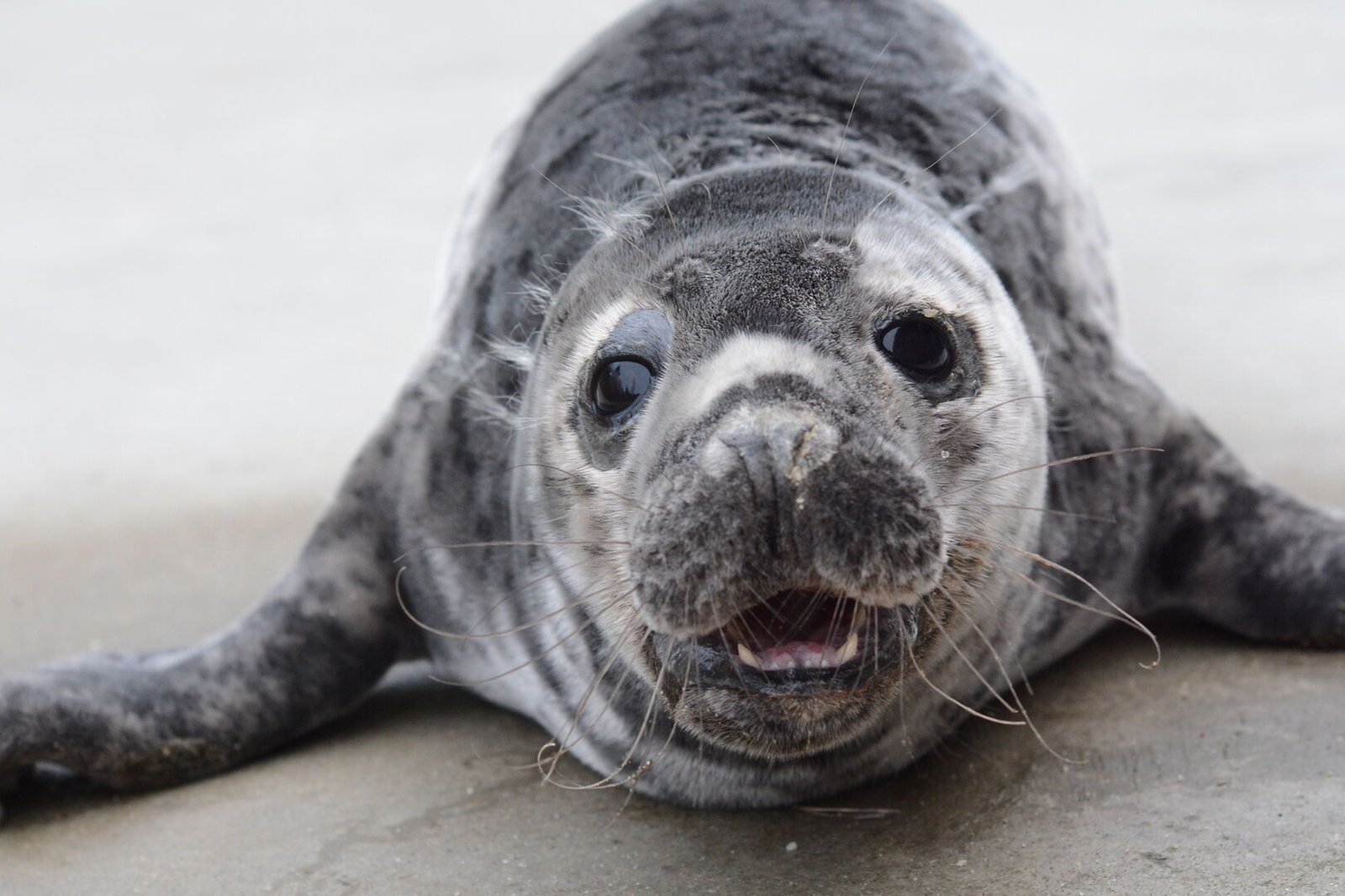 Prasideda kasmetinės ruoniukų vardynos: šiemet mažyliams kviečiama siūlyti Mažosios Lietuvos lietuvininkų tarmių vardus