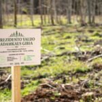 Kauno gimnazistai artėjantį Prezidento Valdo Adamkaus šimtmetį įprasmino sodindami jo vardo giraitę