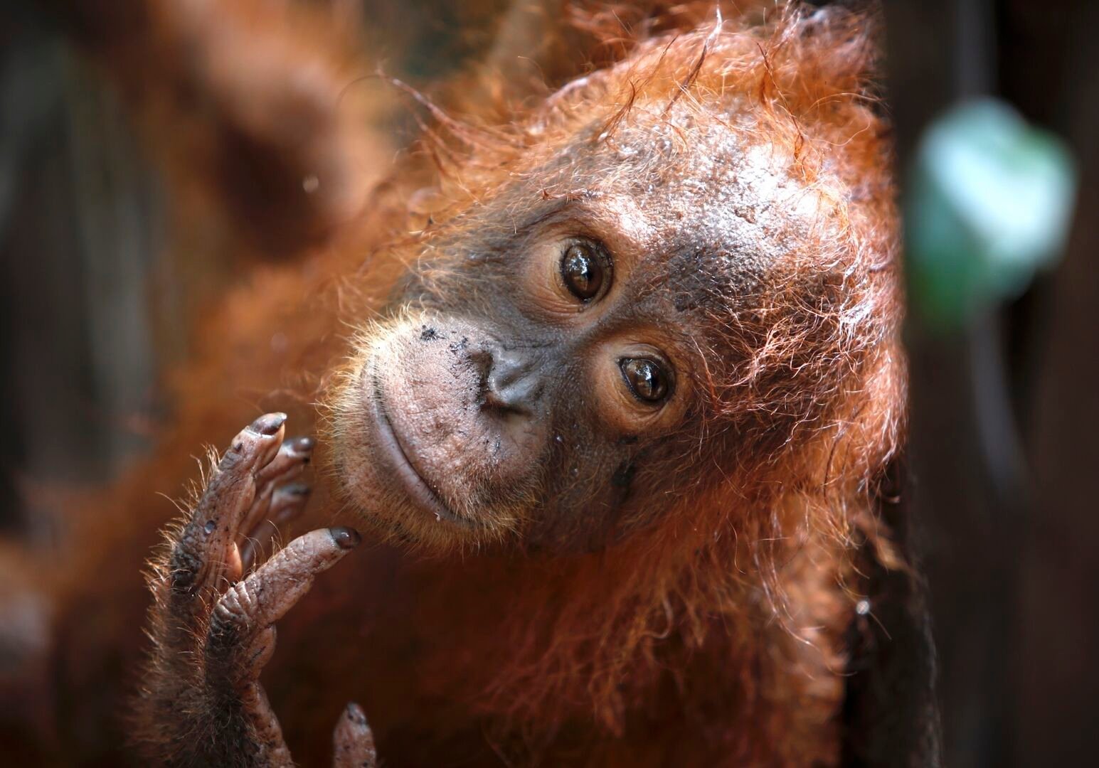 VDU Botanikos sode – prof. Birutės Galdikas atminimo renginys