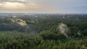 VMU įspėja: savaitės pradžioje – didelis miškų gaisrų pavojus