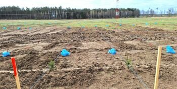 30 metų laukta miško ateitis: Lietuvoje įveisti trys nauji juodalksnio bandomieji želdiniai (Atnaujinta)
