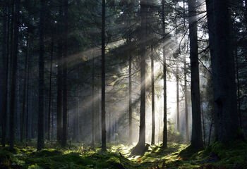 VMU į valstybės biudžetą sumokėjo 24,1 mln. eurų pelno įmoką