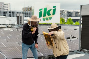 Virš „Iki“ parduotuvių dūzgia bitės: ant stogų statomi aviliai