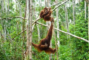 SENGIRĖS KINAS Lietuvos nacionalinėje bibliotekoje: PRIMATOLOGIŲ TRIJULĖ
