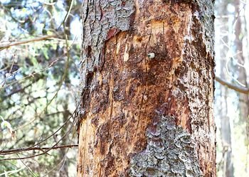 Speiguota žiema ir vėsus pavasaris žievėgraužio tipografo nepaveikė: šiemet jo stebima daugiau