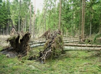 Lietuvos eglynai silpsta: kai kuriose girininkijose nebeliko nė vienos gyvos eglės