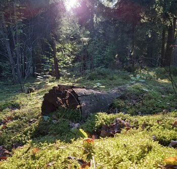 Kiek sausuolių reikia Lietuvos miškams? Atsakymo ieško ir Europa
