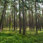 STT pateikė pastabų dėl Vyriausybės nutarimo, leidžiančio savivaldybėms keisti valstybinių miškų statusą