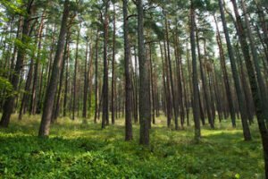 STT pateikė pastabų dėl Vyriausybės nutarimo, leidžiančio savivaldybėms keisti valstybinių miškų statusą