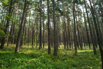 STT pateikė pastabų dėl Vyriausybės nutarimo, leidžiančio savivaldybėms keisti valstybinių miškų statusą