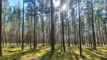Nacionalinių genetinių išteklių sąraše atsidurs Kuršių nerijos pušynai, kietis, lietuviški vilkdagiai