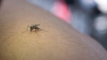 Kada vabzdžių įkandimas – tik nemalonumas, o kada jau pavojus?