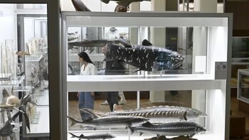 Liepos 15-ąją Kauno Tado Ivanausko zoologijos muziejus kviečia gimtadienį švęsti kartu – bus galima apsilankyti nemokamai