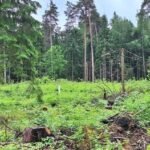 Lietuvos miškai šiemet sveikesni: pažeidimų plotai sumažėjo daugiau nei perpus