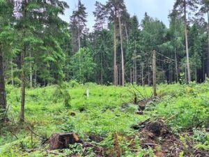 Lietuvos miškai šiemet sveikesni: pažeidimų plotai sumažėjo daugiau nei perpus