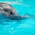Terapijos naudą patyrusių šeimų įspūdžiai: delfinai kelia ne tik džiaugsmą, bet ir gydo