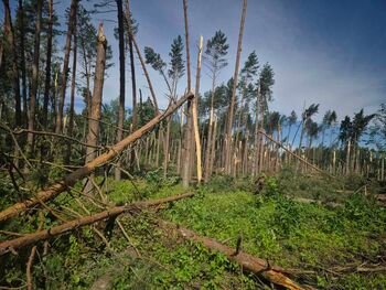 Audros padariniai pietų Lietuvos miškuose: miškininkai skubėjo į pagalbą įstrigusiems stovyklautojams