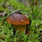Grybų sezonas įsibėgėja: ką svarbu žinoti prieš einant į mišką