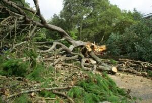 Draudikai skaičiuoja savaitgalio audros nuostolius: BTA registruota 400 žalų, rezervas siekia 550 tūkst. eurų
