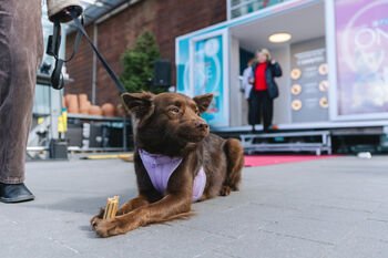 Namuose ruoštas maistas augintiniui? Veterinarijos specialistė paaiškina, kodėl vien kokybiškų sudedamųjų dalių neužtenka