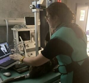 LSMU LGGC suteikė būtiną veterinarinę pagalbą iš Klaipėdos zoologijos sodo paimtiems gyvūnams