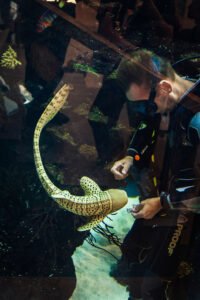 Į PLC „Mega“ akvariumą grįžta rykliai: pirmoji gyventoja į Kauną atkeliavo iš Indonezijos