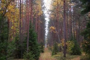 Į mišką – pasiruošus: miškininkai primena svarbiausias saugumo taisykles