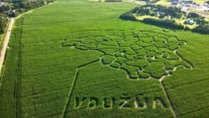 „Kukurūzų naktis“ VDU Žemės ūkio akademijoje: dieną – žemės ūkio naujovės, sutemus – nuotykis kukurūzų labirinte
