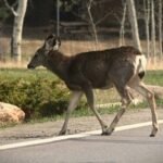 Draudimas nuo gyvūnų: mažesnė įmoka ne visada reiškia tokią pačią apsaugą