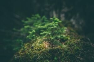 Bergene aptartos miškų atsparumo klimato kaitai ir genetinių išteklių išsaugojimo galimybės