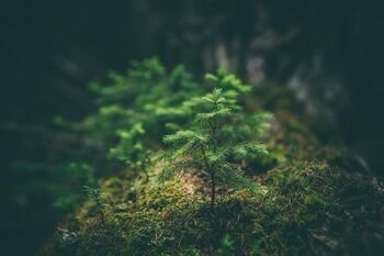 Bergene aptartos miškų atsparumo klimato kaitai ir genetinių išteklių išsaugojimo galimybės