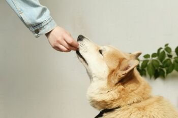 Nuo mūsų stalo augintiniui: kada noras palepinti gali būti ne į naudą?